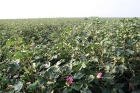 Andalucía prevé una producción de 166.629 toneladas de algodón, un 4% más