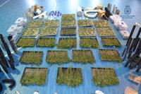 Desmantelan un cultivo de 1.477 plantas de marihuana en Toledo