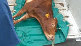 Vaca capturada tras escaparse de Mercabarna