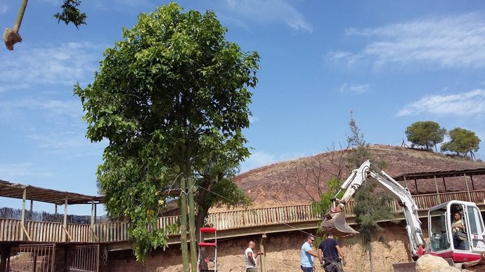 Instalación de nuevos árboles en Terra Natura Murcia