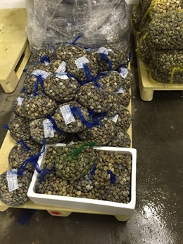 Chirla Decomisada por Inspección pesquera