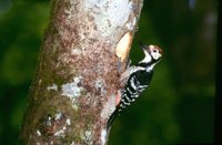 Navarra promueve un plan pionero de seguimiento con GPS de una variedad de pájaro carpintero