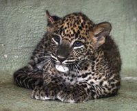 Escolares valencianos elegirán el nombre del leopardo nacido en Bioparc 