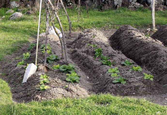 Agricultura, agricultor, agrícola, agrícolas, campo, campos, cultivos, cultivos