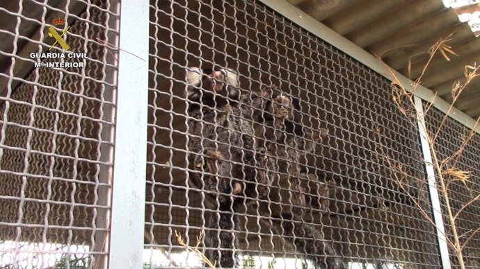 Rescatados 25 primates en una operación de la Guardia Civil