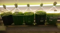 La Universidad de Huelva cultiva microalgas para fabricar bioplásticos y biodiesel