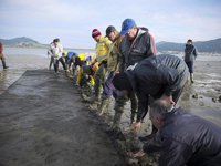 Mariscadores sembrarán un millón de almejas más en Santander y Santoña