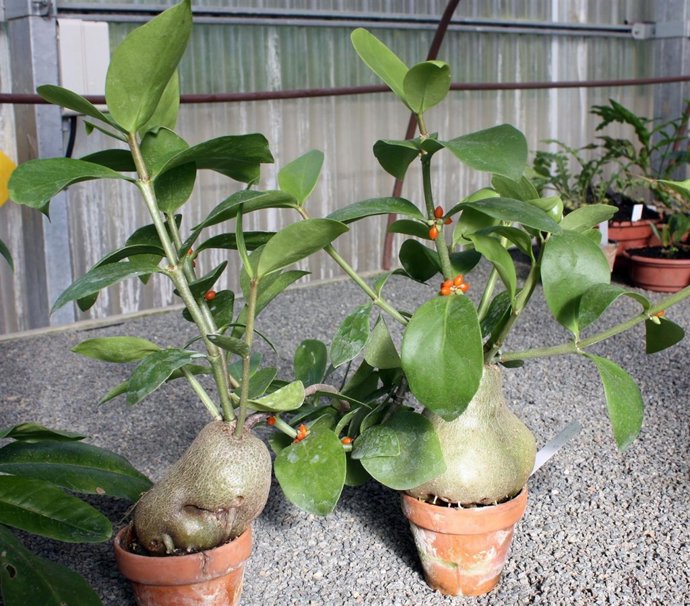 Concepción jardín botánico málaga muestra 