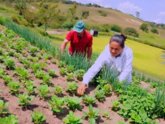 Foto: Cambio climático, agricultura y la seguridad alimentaria en Iberoamérica