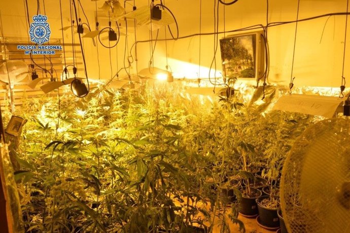 Policía Nacional interviene 324 plantas de marihuana en Marbella