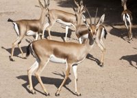 Un zoológico de Fuerteventura reintroduce 43 ejemplares de gacela de cuvier en Túnez