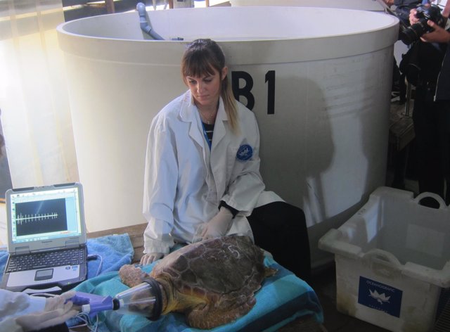 Pruebas a una tortuga en la sede de la Fundación Oceanográfic de Valencia