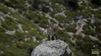 Un Juzgado suspende cautelarmente las batidas de cabras de la Sierra de Guadarrama