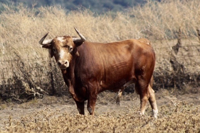 Toro de lidia en el campo