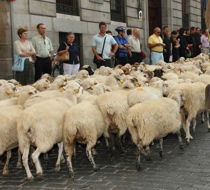 Miles De Ovejas Cruzan El Centro De Madrid En La Fiesta De La Trashumancia