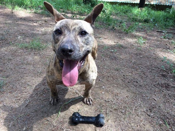 Uno de los animales del refugio