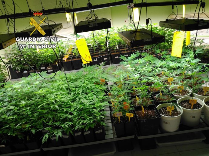 Intervienen una plantación de marihuana en Premià de Dalt