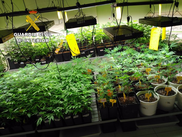 Intervienen una plantación de marihuana en Premià de Dalt