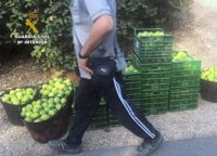 Siete investigados y un detenido por robar limones en explotaciones de Librilla y Murcia