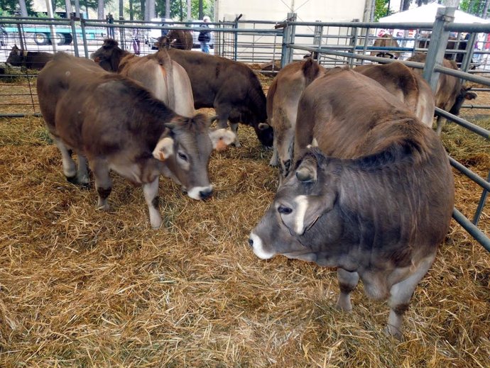 Ganado en la Feria de Otoño de Biescas.