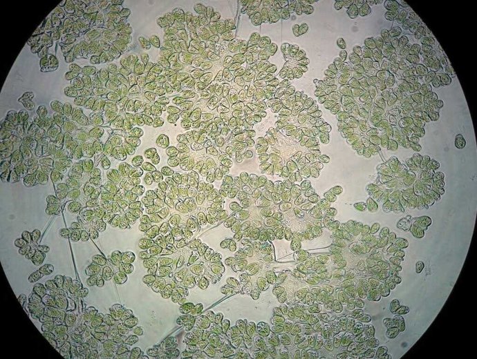 Microalga estudiada por la UHU bajo el microscopio