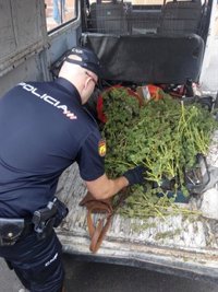 Sucesos.- Detenidos dos hombres por robar plantas de marihuana en una finca de Elche