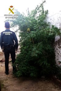 Siete detenidos por tres plantaciones de marihuana en Montoro y Fernán Núñez