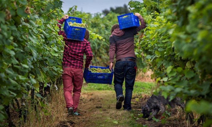 Recogida de la uva