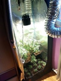 La Policía Nacional desmantela una plantación de marihuana 'indoor' en Logroño