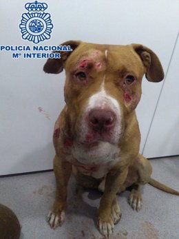 Detenidos en Jaca (Huesca) cinco organizadores de peleas de perros