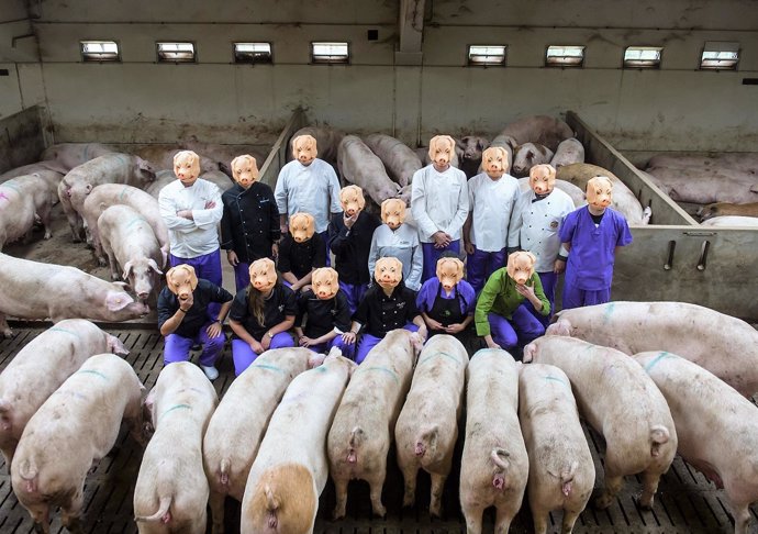 Algunos chefs leridanos, con máscaras, en una granja de cerdos