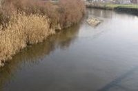 Ecologistas presenta un informe con medidas para la gestión de la reserva natural fluvial del río Jarama