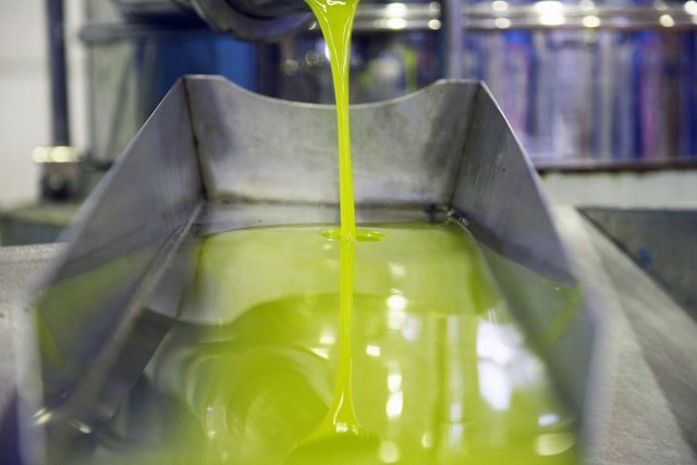 Almazara produciendo aceite de oliva