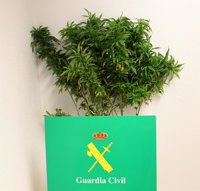 Investigado un vecino de Arévalo (Ávila) por cultivar marihuana en el balcón de su casa