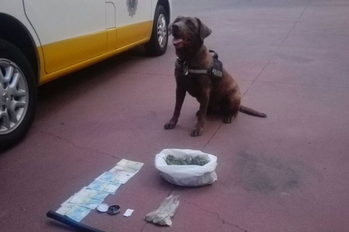 Un perro de la Policía Local de Badajoz con la droga encontrada