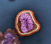 Foto: Investigan un sistema de alerta que anticipe el nivel de riesgo biotermológico de la gripe