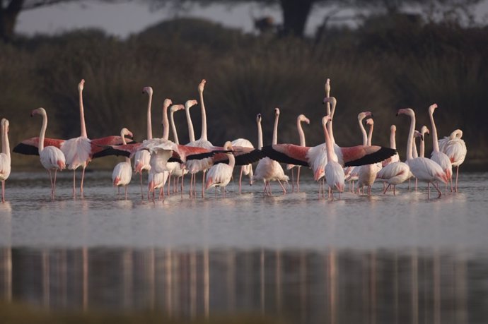 Grupo de flamencos en una laguna