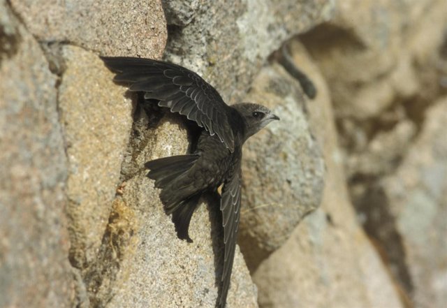 Vencejo en pared
