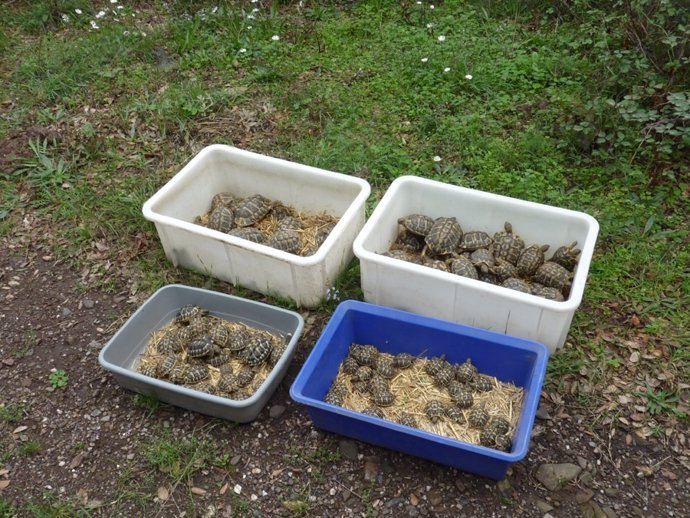 Ejemplares de tortuga mediterránea liberados en el paraje natural de l'Albera 