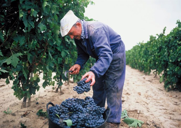Un hombre vendimiando en La Rioja