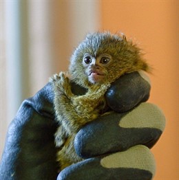 Nace un nuevo ejemplar de tití pigmeo en el Zoobotánico de Jerez