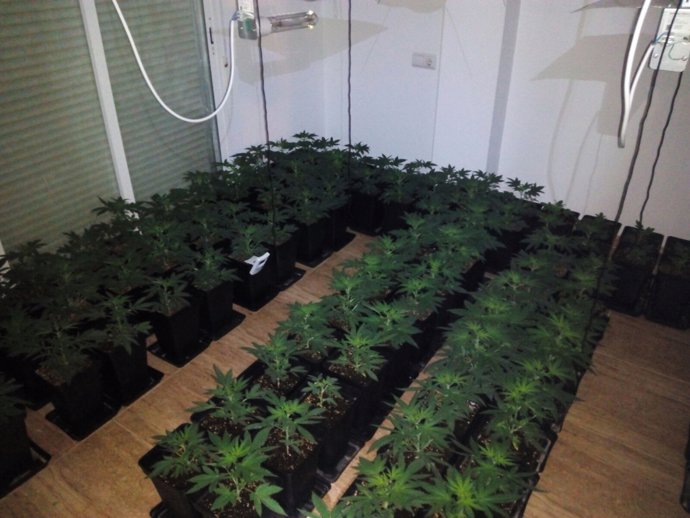 Plantación de marihuana en El Ejido