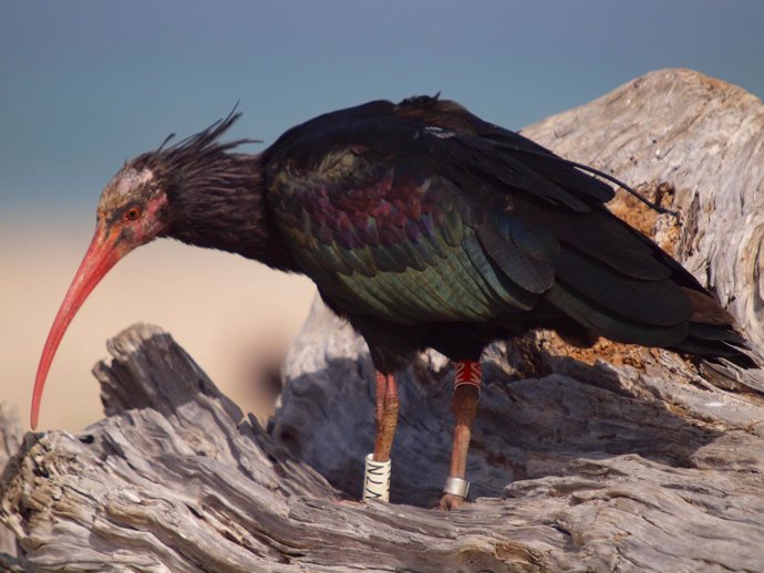 Ejemplar de ibis eremita