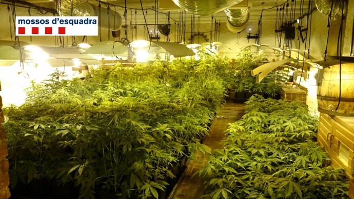 Plantas de marihuana intervenidas por la policia catalana