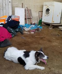 Un perro de la Guardia Civil localiza en buen estado a una anciana desaparecida en Carral