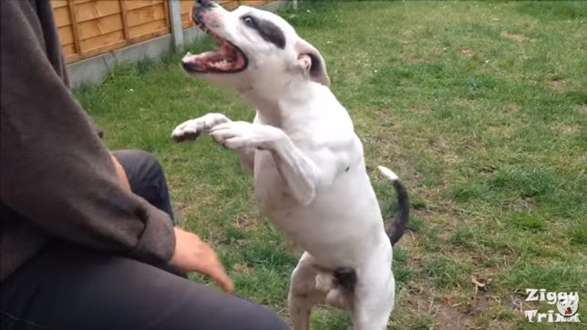 Este perro baila al ritmo de la caja que toca su amo