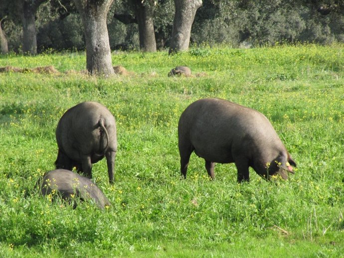 Cerdo ibérico