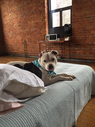 Perro Boo abandonado tiene nueva casa y nueva cama