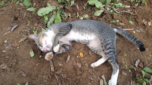 Un gato pasa todo un año viviendo junto a la tumba de su dueña