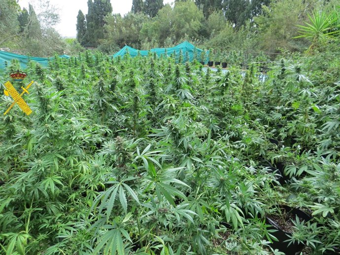 Plantación de marihuana en el interior de una finca en Jimena